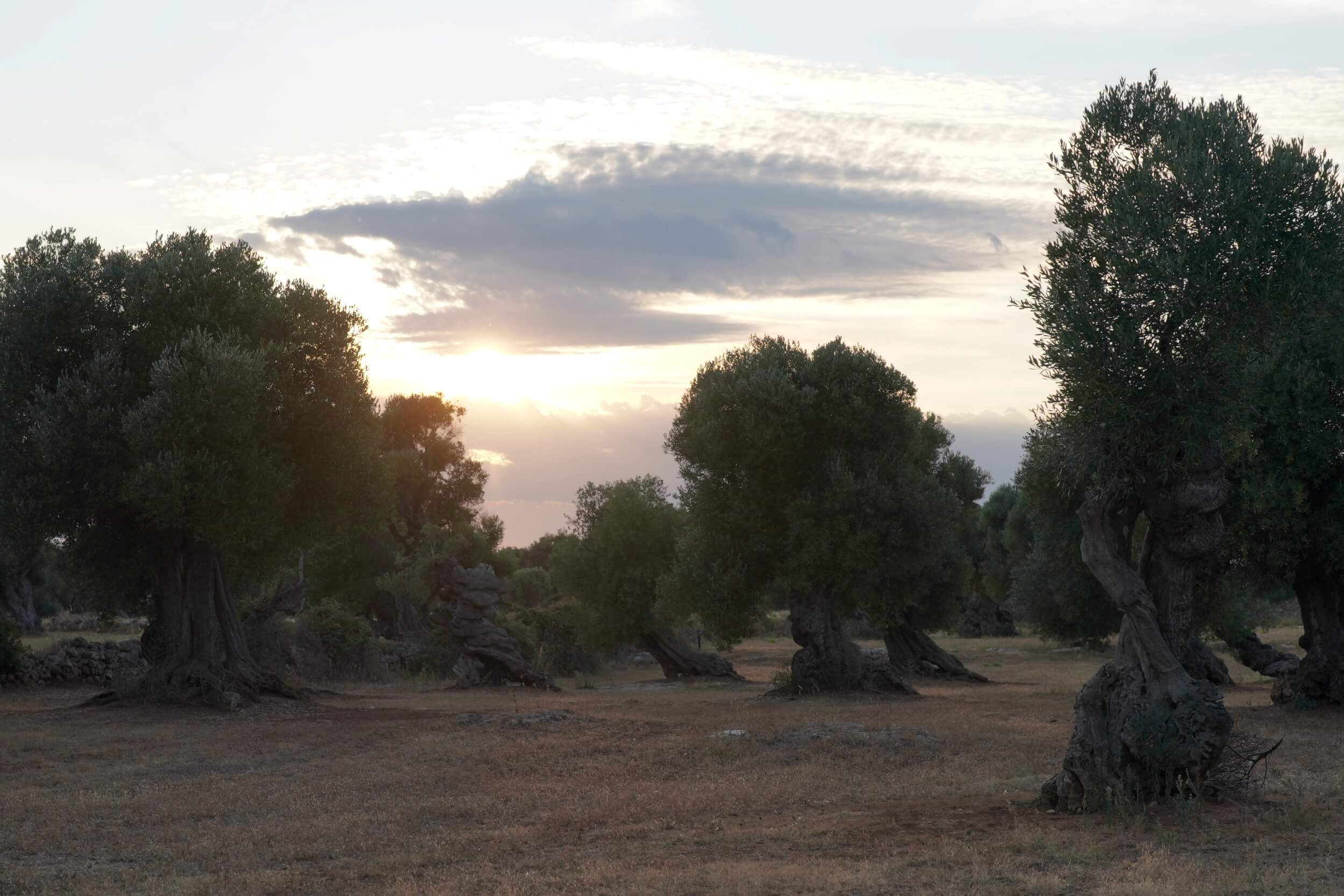 Trees